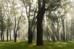 La luce del sole filtra tra i rami degli alberi nel parco Bundek di Zagabria, uno dei più grandi e belli della capitale croata.