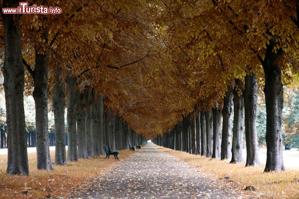 Immagine Foliage autunnale nel viale dei giardini di Herrenhausen a Hannover, Germania.