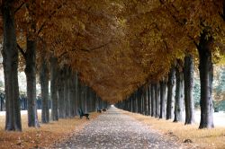 Foliage autunnale nel viale dei giardini di Herrenhausen a Hannover, Germania.
