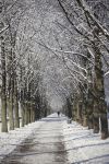 Neve ai giardini di Herrenhausen, Hannover, Germania. Una bella immagine invernale del viale alberato del parco.
