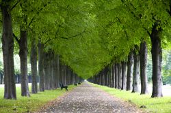 Paesaggio primaverile al giardino di Herrenhausen, Hannover, Germania. Anche in questa stagione è una fra le mete preferite dagli abitanti di Hannover e dai turisti.



