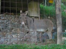 Il guardiano dell'Agritur Scalzerhof