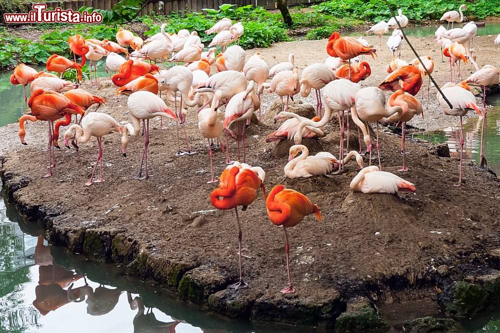 Immagine Un branco di fenicotteri nello zoo di Monaco di Baviera, noto come Tierpark Hellabrunn.