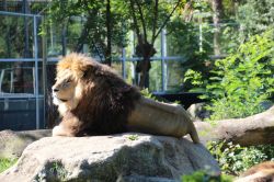Un leone al sole all'interno del Tierpark Hellabrunn, il giardino zoologico di Monaco di Baviera (Germania).

