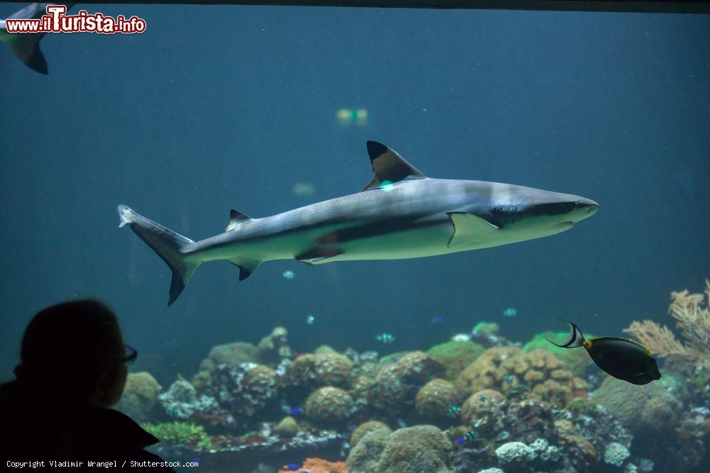 Immagine Un visitatore davanti alla vasca degli squali nello zoo acquario di Hellabrunn (Monaco di Baviera). Nella foto uno squalo pinnanera (Carcharhinus melanopterus) - foto © Vladimir Wrangel / Shutterstock.com