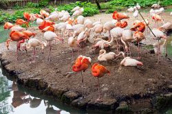 Un branco di fenicotteri nello zoo di Monaco di Baviera, noto come Tierpark Hellabrunn.