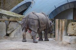 Un esemplare di rinoceronte maschio nel Tierpark Hellabrunn, lo zoo della città di Monaco di Baviera.