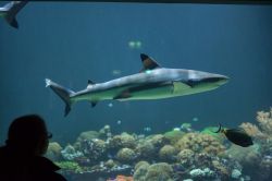 Un visitatore davanti alla vasca degli squali nello zoo acquario di Hellabrunn (Monaco di Baviera). Nella foto uno squalo pinnanera (Carcharhinus melanopterus) - foto © Vladimir Wrangel ...