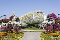 L'Airbus A380 della Emirates al Miracle Garden di Dubai, Emirati Arabi Uniti. E' la più grande decorazione floreale al mondo tanto da essere entrata nel Guinness World Record ...