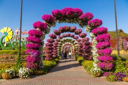 I fiori del Miracle Garden di Dubai, Emirati Arabi Uniti. Il giardino botanico ospitato nell'area di Dubailand accoglie qualcosa come 100 milioni di fiori su una superficie di 72 mila metri ...