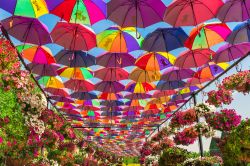 Il variopinto tetto di ombrelli al Miracle Garden di Dubai, Emirati Arabi Uniti. E' una delle passeggiate preferite dai visitatori del parco botanico che nei mesi estivi rimane chiuso al ...