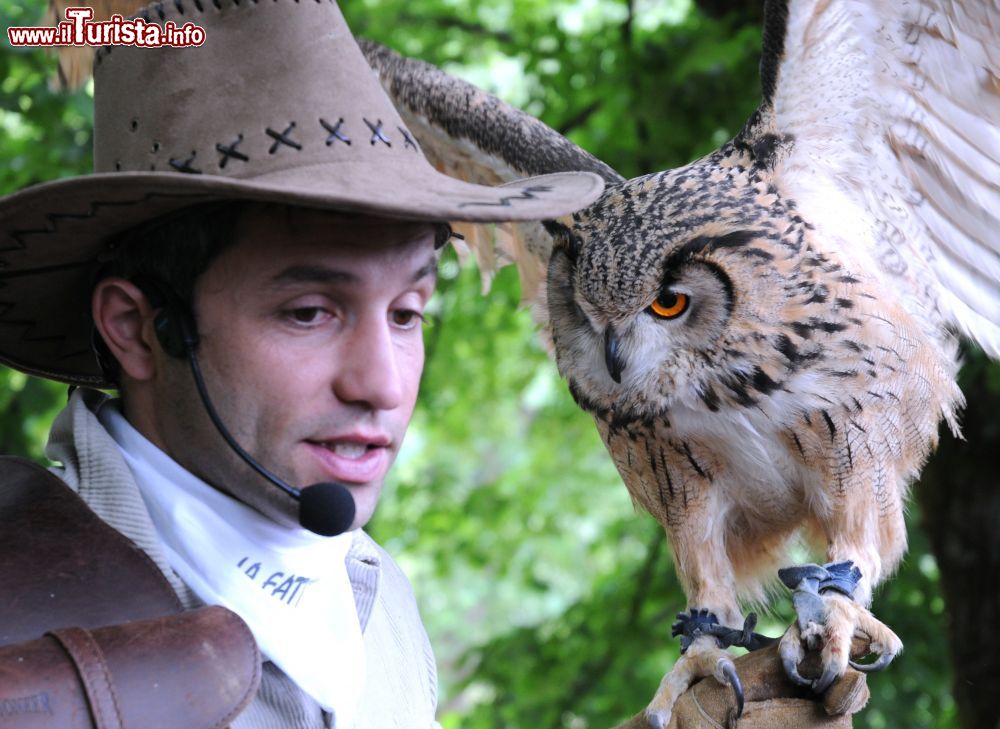 Immagine Uno spettacolo di falconeria organizzato nel parco della Città della Domenica di Perugia