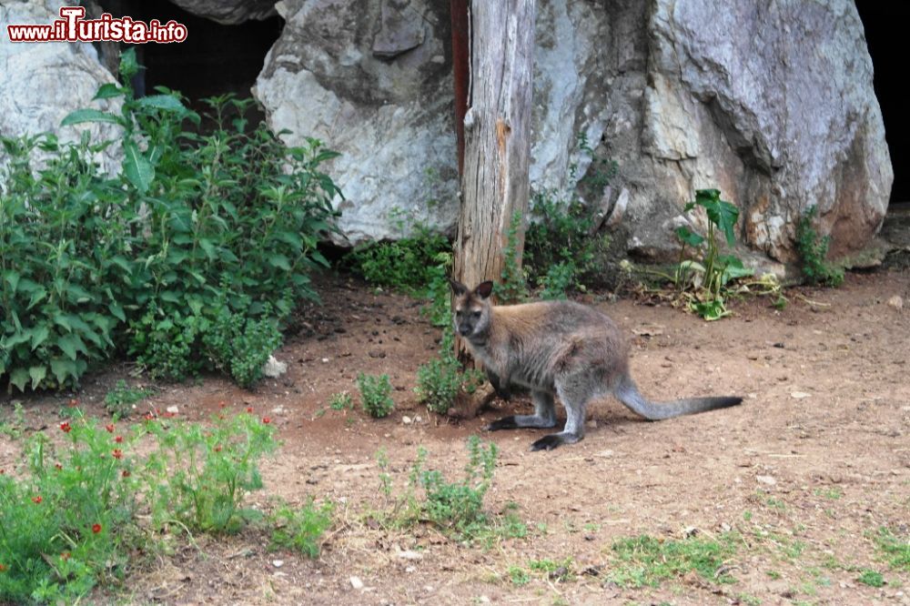 Immagine Un Wallaby, una specie di piccolo canguro: lo potete ammirare a Perugia, nel parco della Città della Domenica