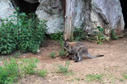 Un Wallaby, una specie di piccolo canguro: lo potete ammirare a Perugia, nel parco della Città della Domenica