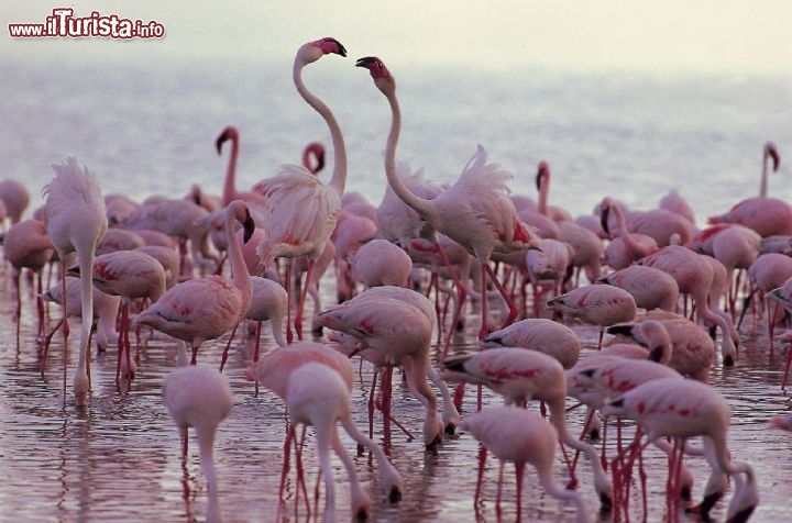 Immagine Fenicotteri presso il Lake Nakuru in Kenya