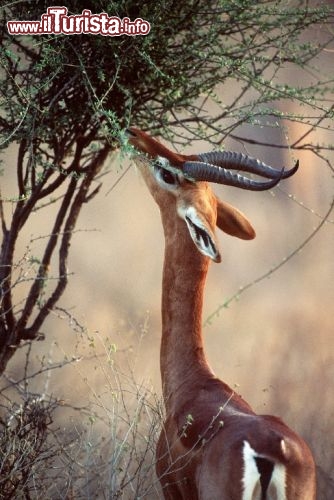 Immagine Gerenuk, una antilope del Kenya mente si nutre di germogli nella savana africana