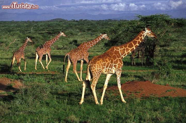 Immagine Un gruppo di giraffe nella savana del Kenya