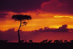 Tramonto infuocato sul Kenya: animali nella savana