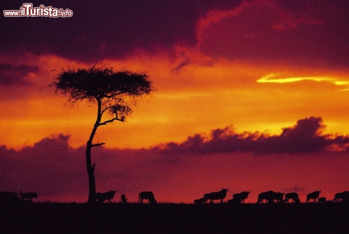 Immagine Tramonto infuocato sul Kenya: animali nella savana