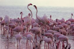 Fenicotteri presso il Lake Nakuru in Kenya