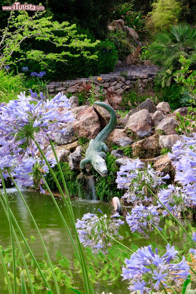 Immagine La cascata del coccodrillo nei Giardini La Mortella. Il laghetto è circondato da piante di Agapanthus campanulatus e alcuni esemplari di Encephalarthos manikensis nascono sulla sponda.