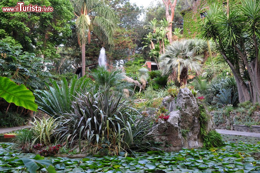Immagine I giardini botanici La Mortella, sull'isola campana di Ischia, ospitano piante provenienti da tutto il mondo.