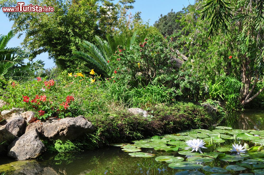 Immagine Ninfee nei giardini botanici di La Mortella (Ischia), creati dagli anni Cinquanta in poi e aperti al pubblico nel 1991.
