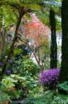 Alberi in fiore dai colori vivaci nei Giardini La Mortella (Isola di Ischia, Campania).