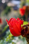 Un fiore di Spathodea Campanulata, il cosiddetto albero dei tulipani, una pianta tropicale che vive nei Giardini La Mortella di Ischia.
