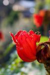 Un fiore di Spathodea Campanulata, il cosiddetto albero dei tulipani, una pianta tropicale che vive nei Giardini La Mortella di Ischia.
