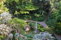 La fontana principale dei Giardini La Mortella fu costruita scavando uno specchio d'acqua attorno alle rocce vulcaniche ai piedi della casa.