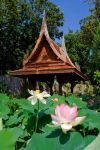 Giardini La Mortella: la Sala Thai del giardino orientale, con il padiglione thailandese e uno stagno con piante di loto.
