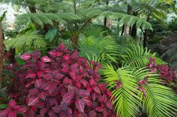 Colori sgargianti delle piante del sottobosco tropicale presso i Giardini La Mortella di Ischia.