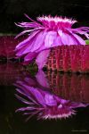 Lo stupendo fiore di Victoria amazonica, una pianta tropicale originaria dell'Amazzonia. Siamo nei Giardini La Mortella, ad Ischia.