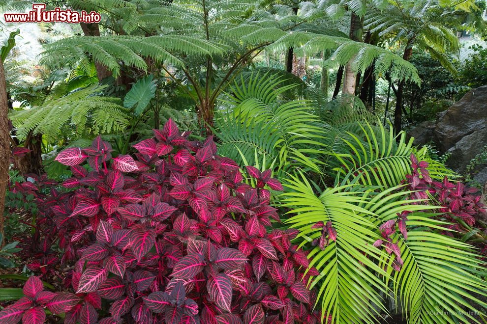 Immagine Colori sgargianti delle piante del sottobosco tropicale presso i Giardini La Mortella di Ischia.