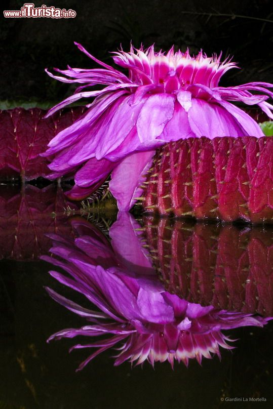 Immagine Lo stupendo fiore di Victoria amazonica, una pianta tropicale originaria dell'Amazzonia. Siamo nei Giardini La Mortella, ad Ischia.