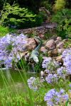 La cascata del coccodrillo nei Giardini La Mortella. Il laghetto è circondato da piante di Agapanthus campanulatus e alcuni esemplari di Encephalarthos manikensis nascono sulla sponda.

 ...