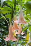 Un bellissimo fiore di Brugmansia, della famiglia delle Solanacee, all'interno dei Giardini La Mortella ad Ischia.