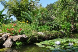 Ninfee nei giardini botanici di La Mortella (Ischia), creati dagli anni Cinquanta in poi e aperti al pubblico nel 1991.