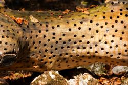 Un tronco trasformato da Stuart Ian Frost. Una delle opere della Val di Sella, vicino a Borgo Valsugana, in Trentino - © Alberto Masnovo / Shutterstock.com