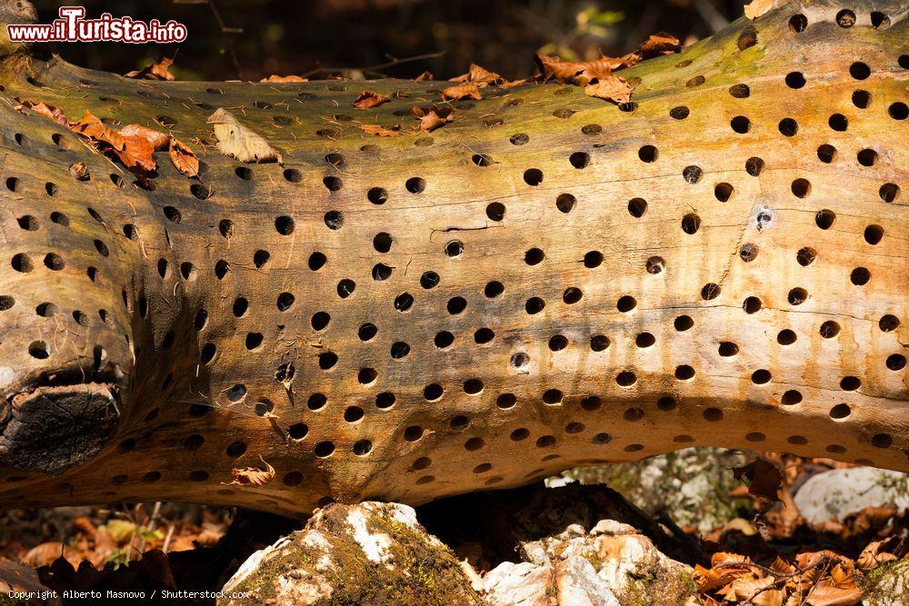 Immagine Un tronco trasformato da Stuart Ian Frost. Una delle opere della Val di Sella, vicino a Borgo Valsugana, in Trentino - © Alberto Masnovo / Shutterstock.com