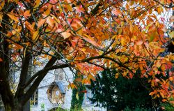 Il foliage autunnale di un albero (Prunus Triloba Multiplex) in una giornata nuvolosa al Bois de Vincennes, Parigi, Francia. Sullo sfondo un bell'orologio in legno sulla facciata dell'edificio.



 ...