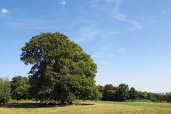 Un grande albero nel parco di Vincennes, Parigi, Francia. L'area vere accoglie circa 150 mila alberi di 500 varietà diverse.
