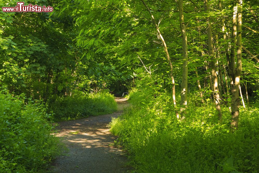 Immagine Un sentiero lungo il Bois de Vincennes, Parigi, Francia. Dai più impegnativi sino ai più semplici, i sentieri all'interno del parco offrono escursioni per tutti.