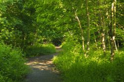 Un sentiero lungo il Bois de Vincennes, Parigi, Francia. Dai più impegnativi sino ai più semplici, i sentieri all'interno del parco offrono escursioni per tutti.



