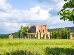L'abbazia di San Galgano, Siena, Toscana. Questa abbazia cistercense si innalza a una trentina di chilometri da Siena nel Comune di Chiusdino. In stile gotico, la chiesa è stata consacrata ...
