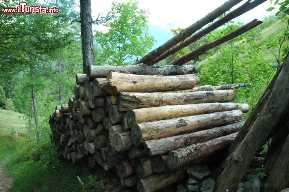 Immagine Percorso botanico nel bosco del Tree Village di Claut, Friuli - © www.montagna.es