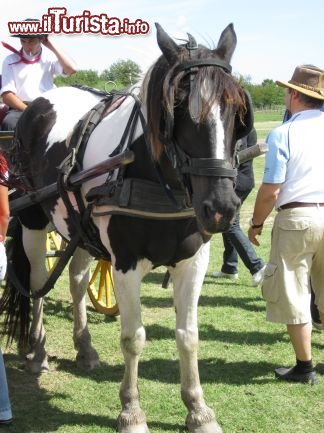 Immagine Un vero 'gaucho' della 'estancia'