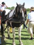 Un vero 'gaucho' della 'estancia'