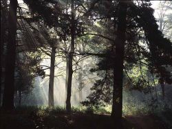 I raggi del sole filtrano tra i rami del bosco ...